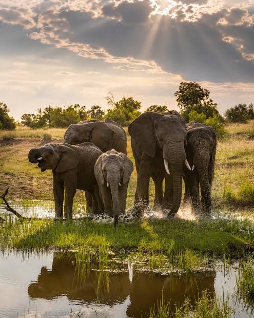 Adventures with Elephants - 2