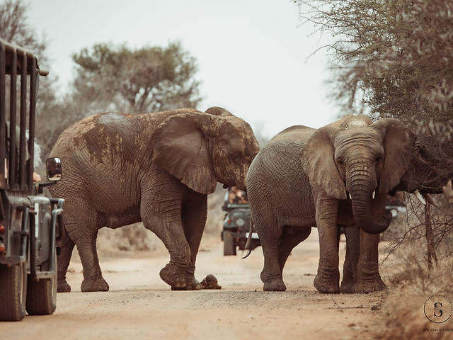 Boschpoort Safaris - 3
