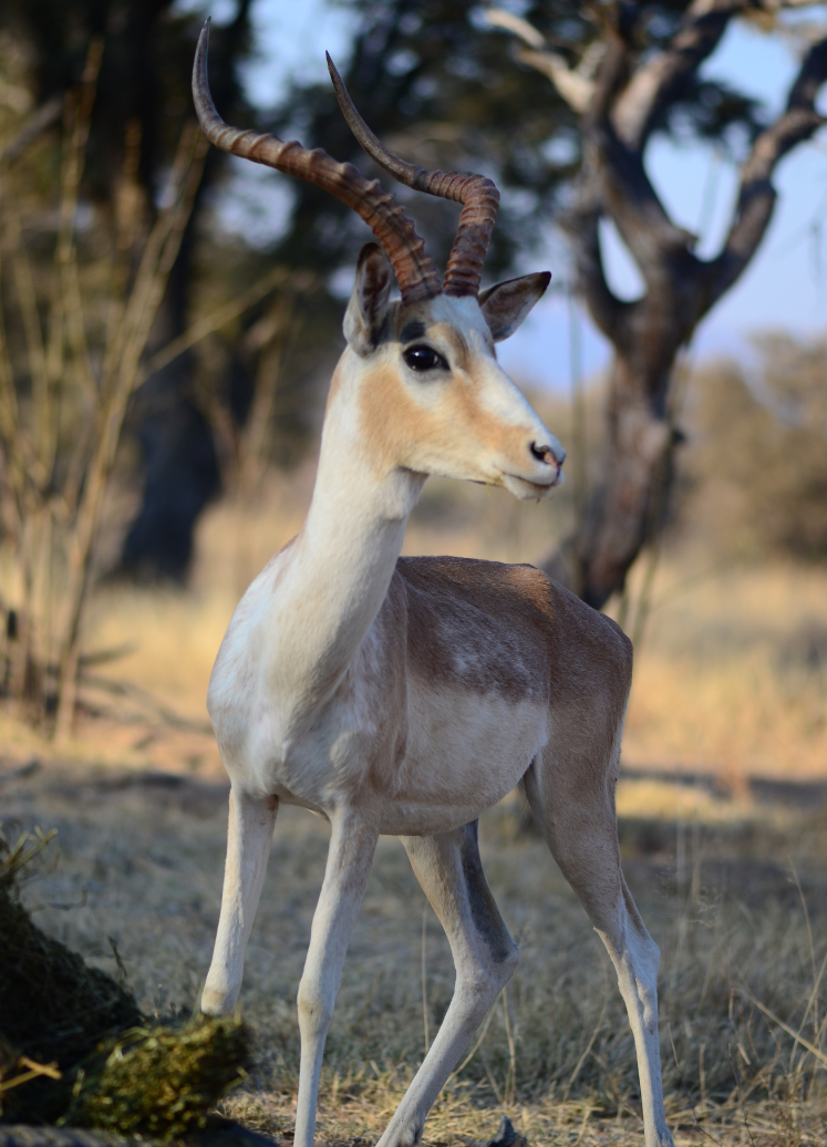 Ubabalo Lodge - 2
